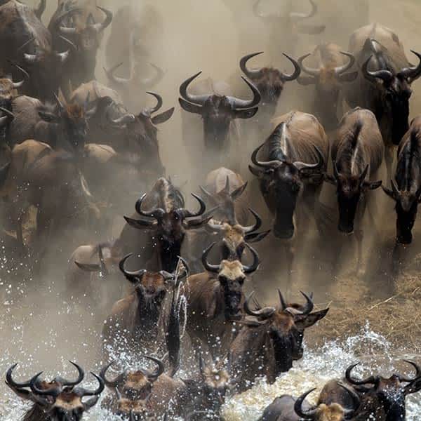 Read more about the Great Migration in the Masai Mara
