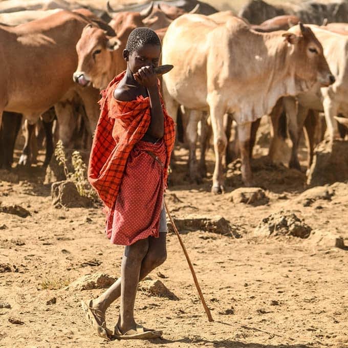 Maasai herdsman with cattle in the Mara conservancies