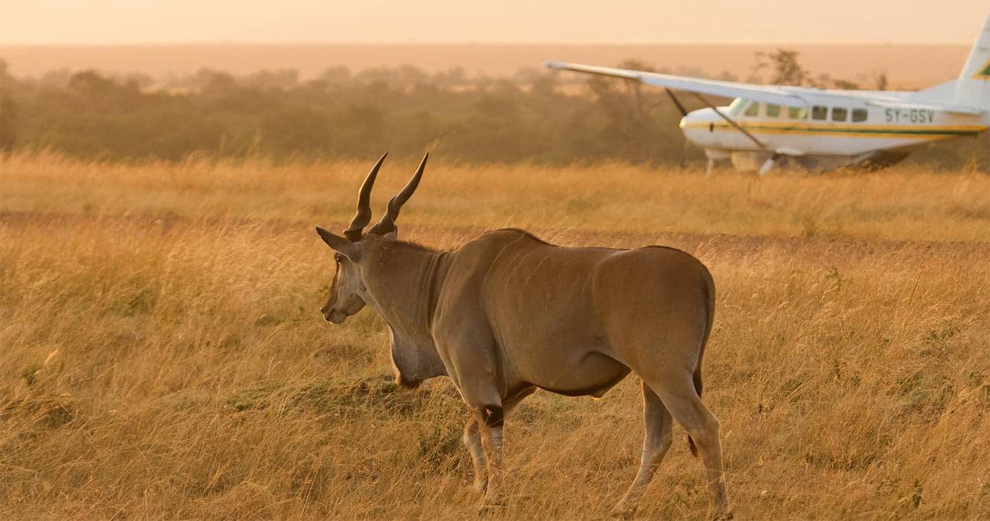 Masai Mara flight
