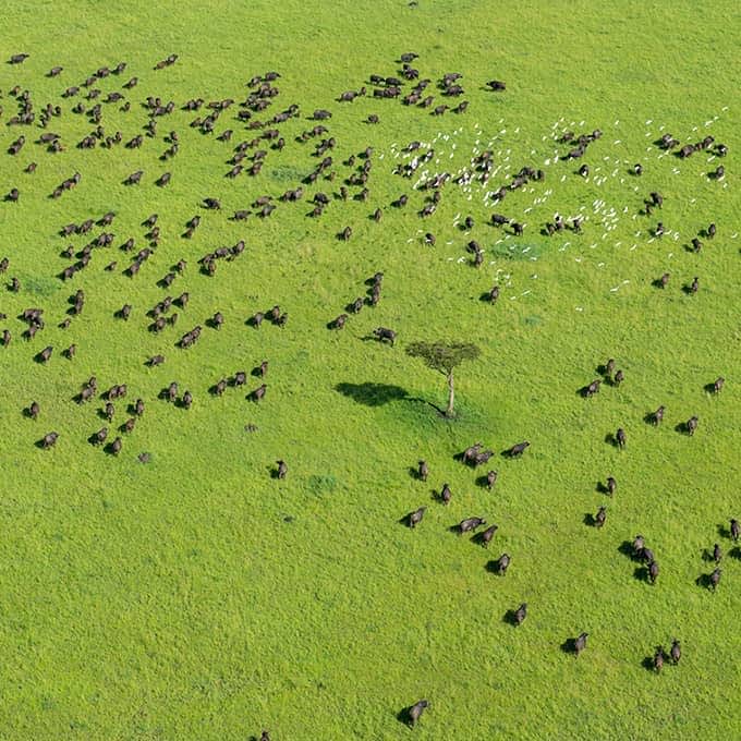 Green season in Masai Mara