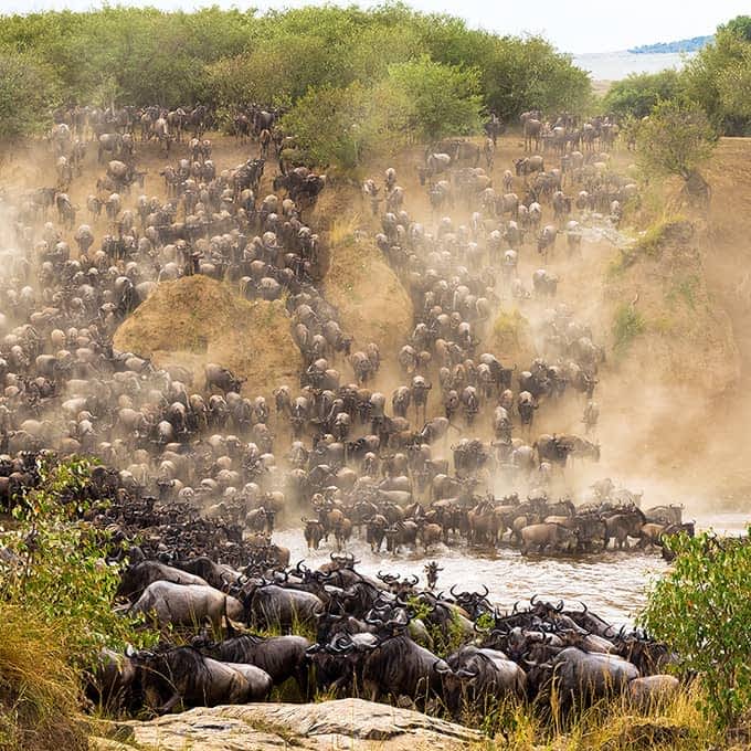 An epic sight: the Great Migration in Masai Mara