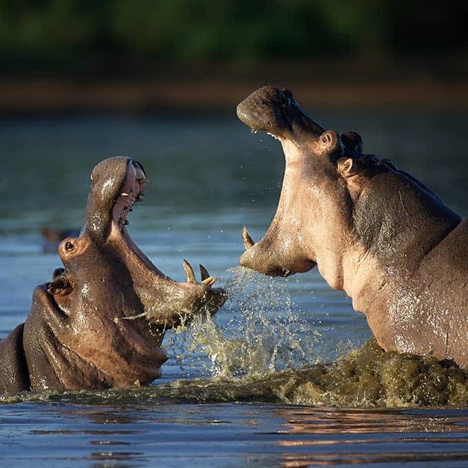 Animals of the Masai Mara: hippo