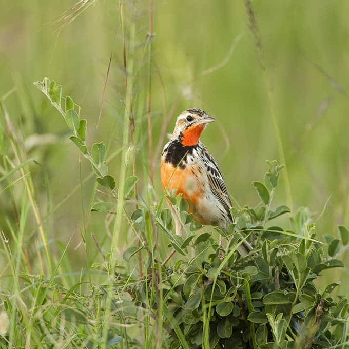 Best time to visit Masai Mara for birding