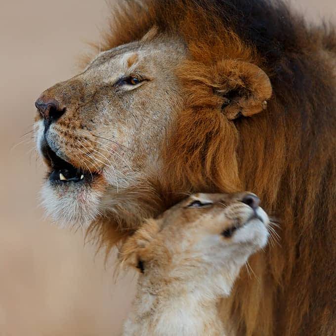 Welcome to Big Cat Country: the Masai Mara in Kenya