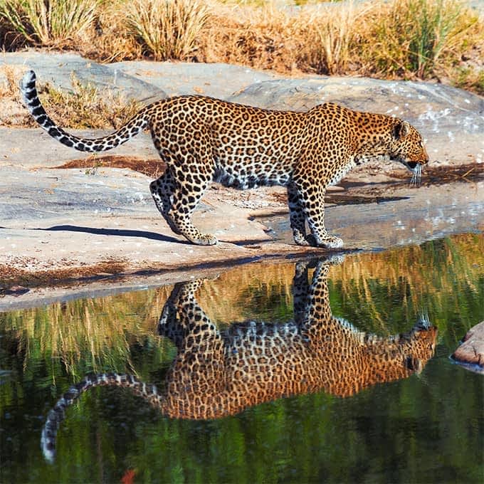 One of Africa's Big Five: a leopard in the Masai Mara