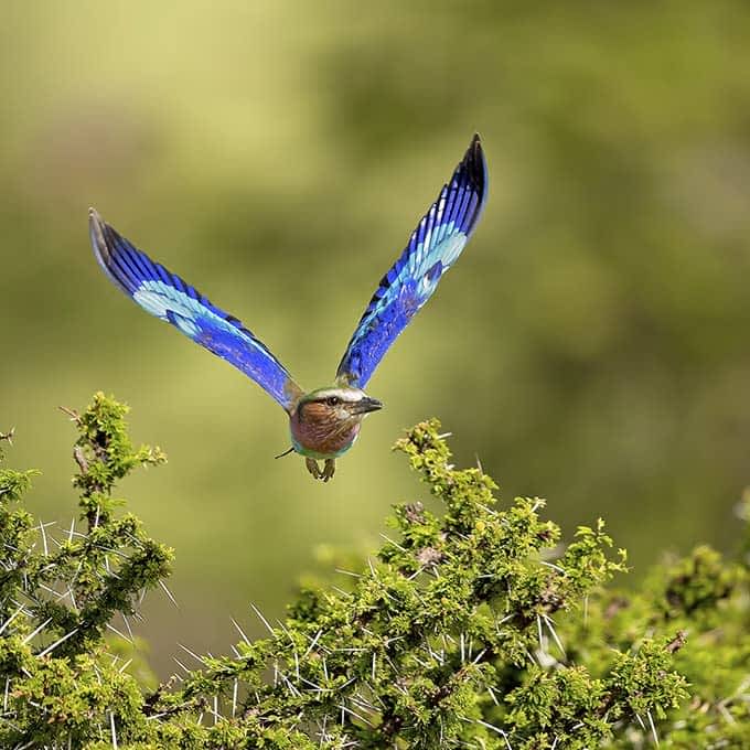 Birding in Serengeti: a magnificent European Roller