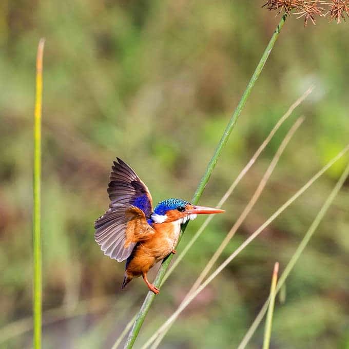 Birdlife in Masai Mara: malachite kingfisher
