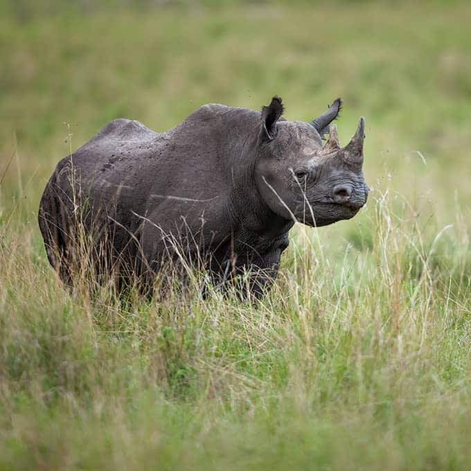 An incredible rare Masai Mara wildlife sighting: black rhinoceros
