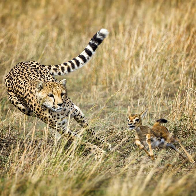 A cheetah on the hunt: an iconic Masai Mara animal