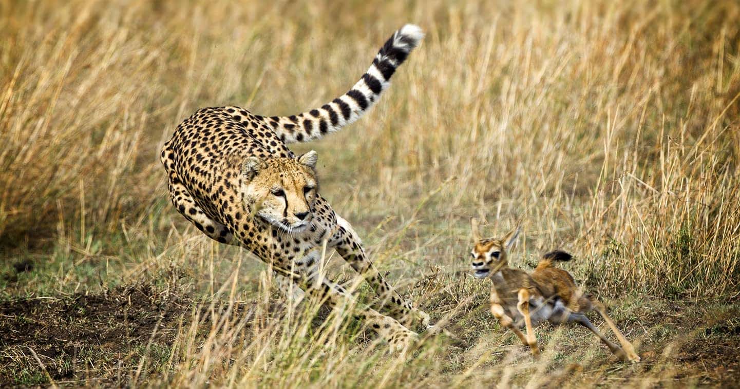 Animal life in Masai Mara - Information about predators, herbivores and more
