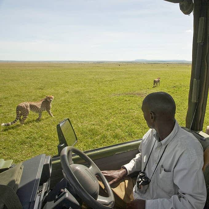 Cheetah in Olare Motorogi on a game drive