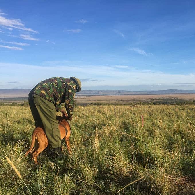 Conservation in the Masai Mara - Canine unit