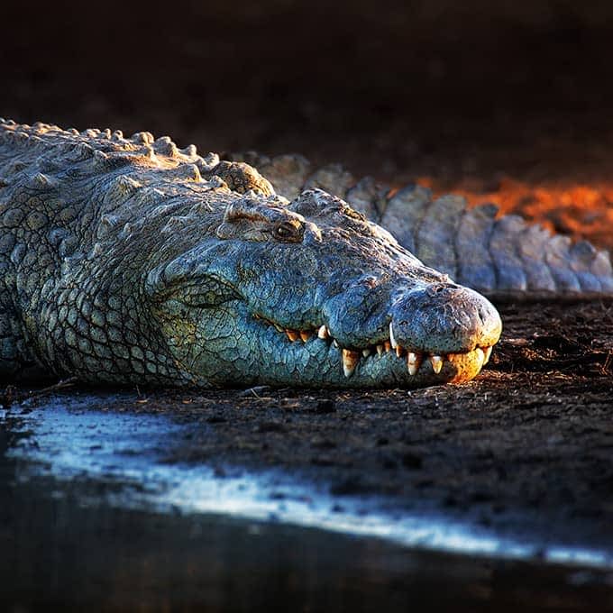 Crocodile in the Masai Mara, famous for the Mara River crossing