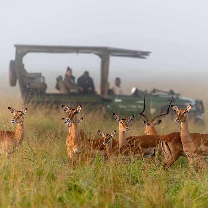 Staying in a Masai Mara conservancy allows you to have an exclusive safari experience