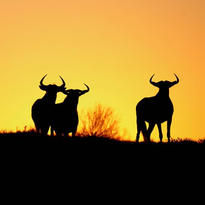 Read more about wildlife in Masai Mara