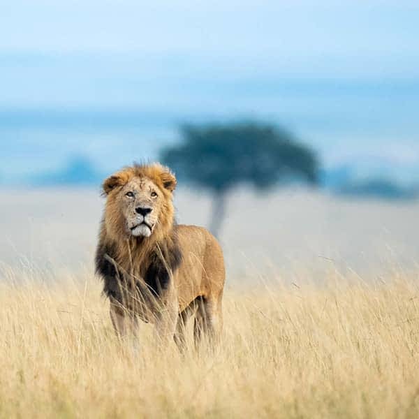Learn about Masai Mara and conservancies