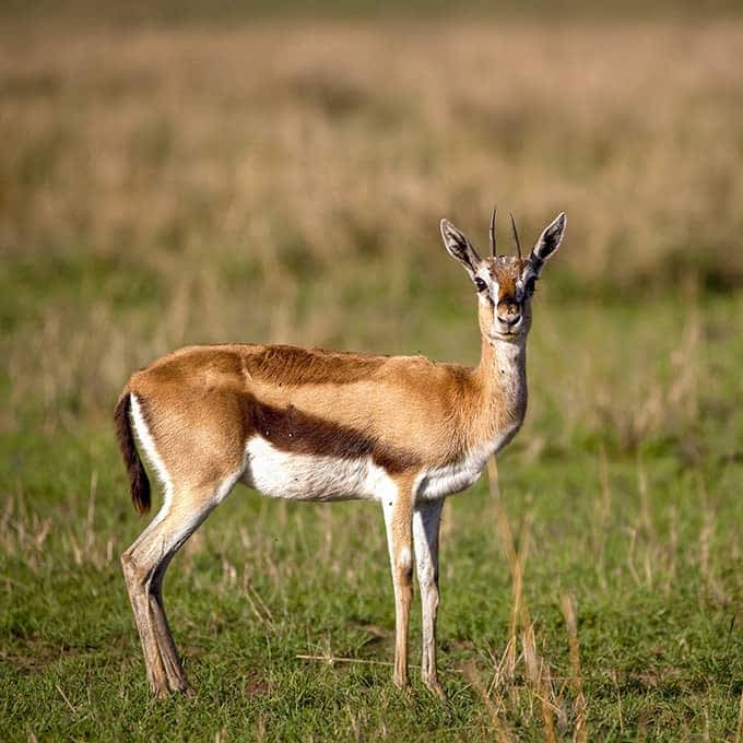 Read more about wildlife in Masai Mara