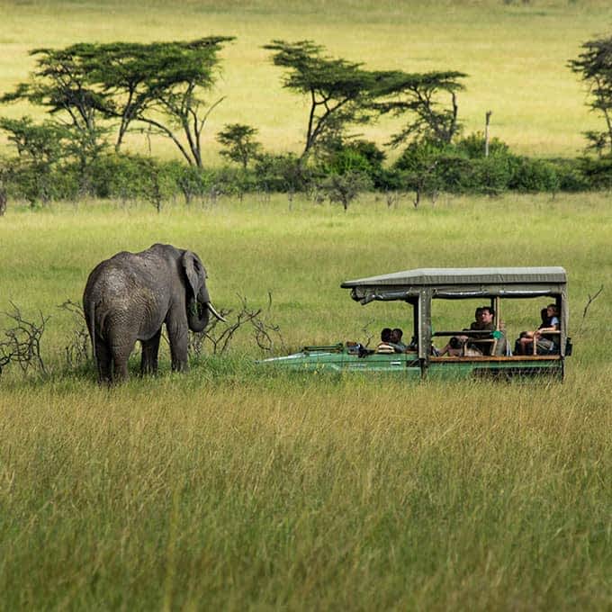 Safari game drive in the iconic Masai Mara National Reserve