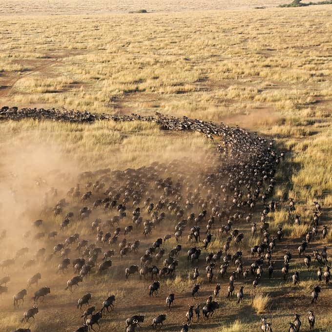 Aerial shot of the Great Migration in Kenya
