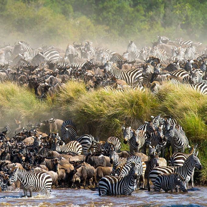 The Great Migration in Masai Mara, Kenya