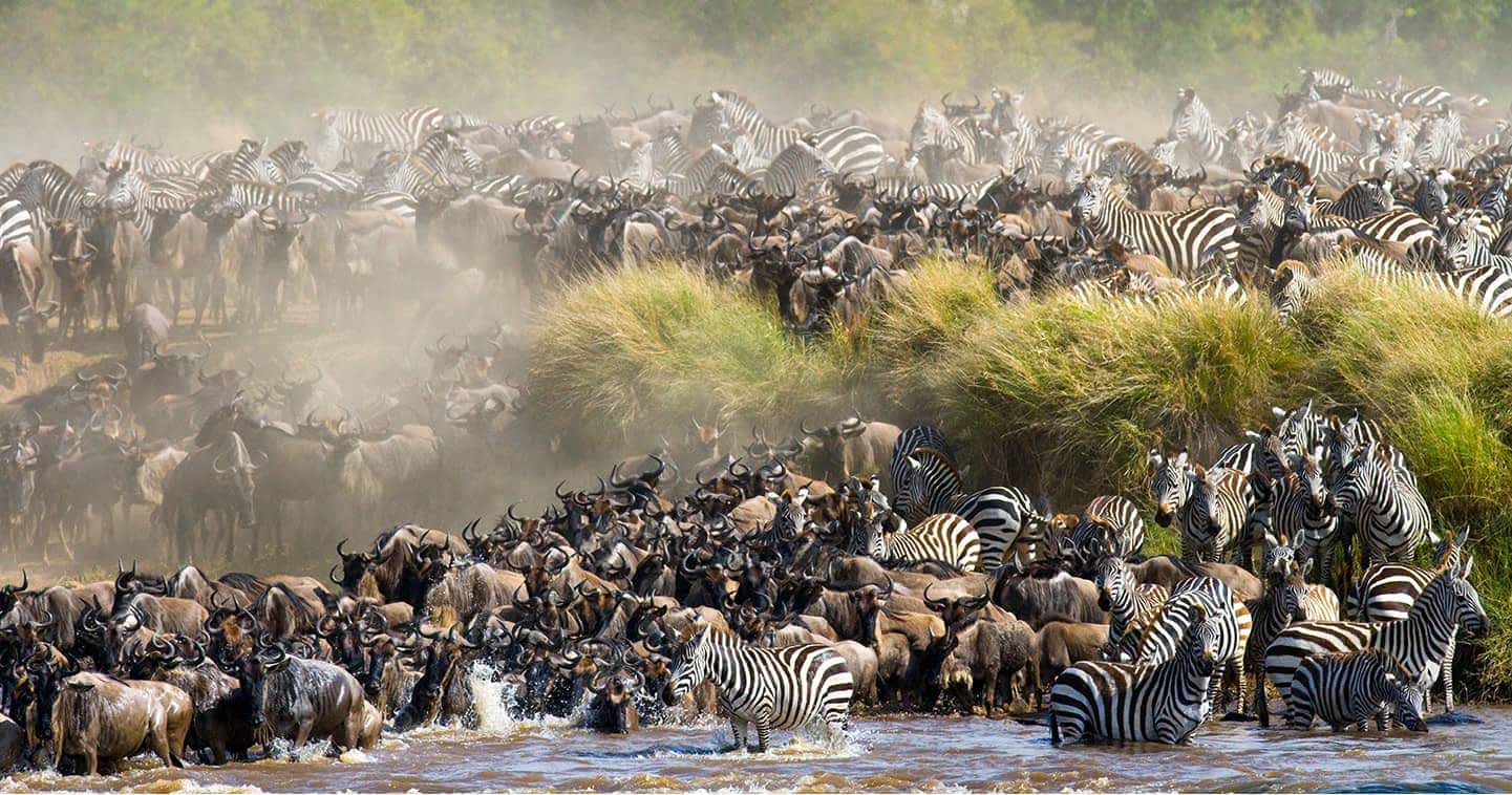 The Great Migration 1278