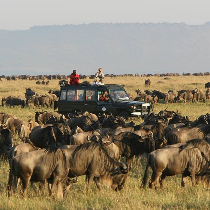 Experience the Great Migration when of a Masai Mara National Reserve safari