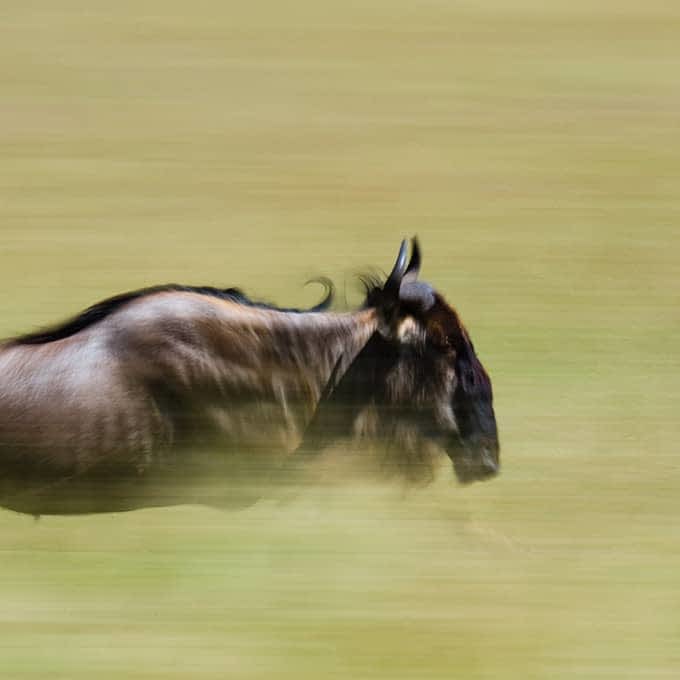 Wildebeest - Great Migration Masai Mara