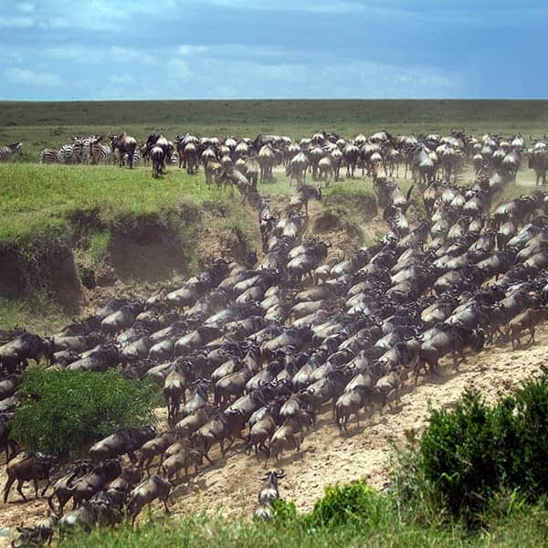 Great Migration in Masai Mara Kenya information