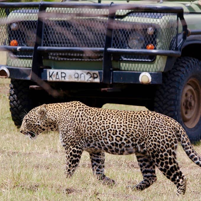 A leopard up close in Mara North Conservancy, Kenya