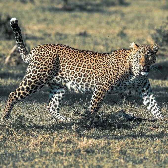 A leopard up close in Mara Naboisho Conservancy, Kenya