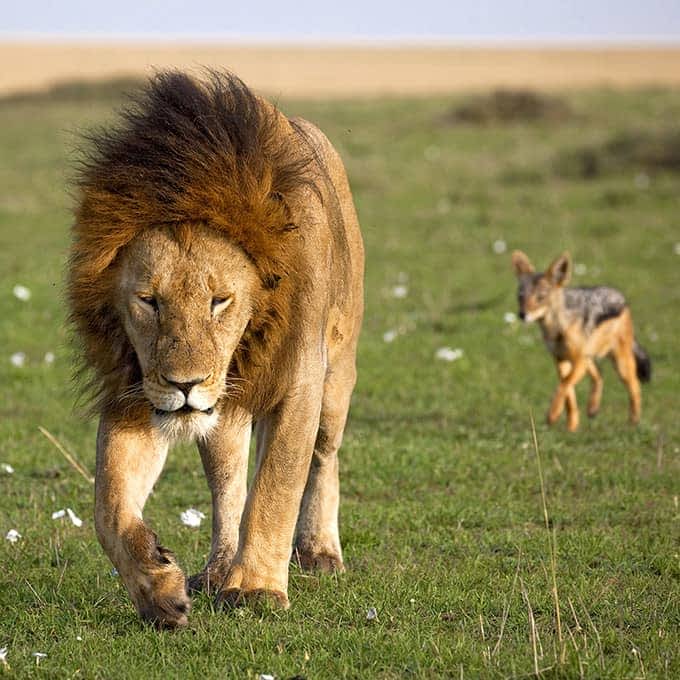 Lion conservation in the Masai Mara, Kenya