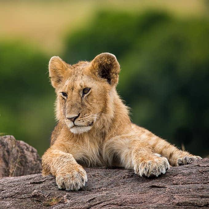 Iconic wildlife: a lion in the Masai Mara