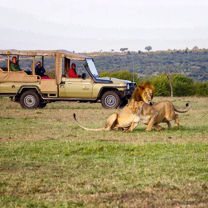 Exciting safari game drives are included in your stay at Basecamp Mara in Kenya