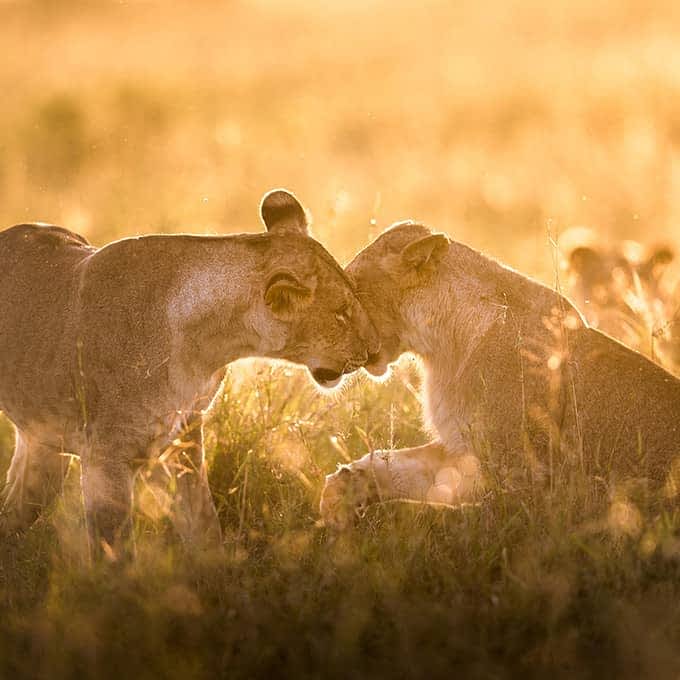 Lions in Masai Mara National Reserve, Kenya