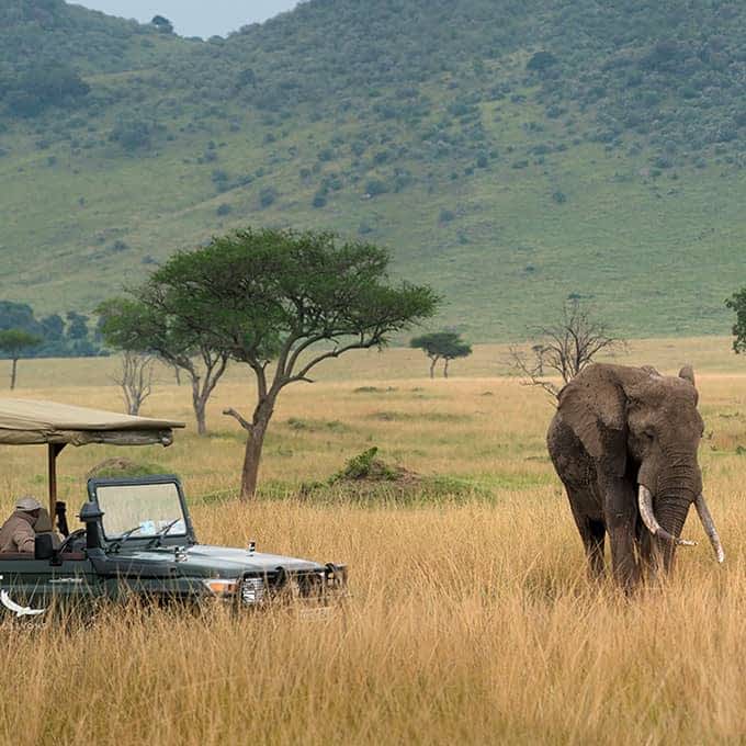 Elephants during a game drive in the Mara Triangle