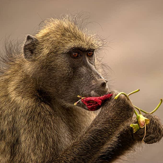 Masai Mara animals: baboon