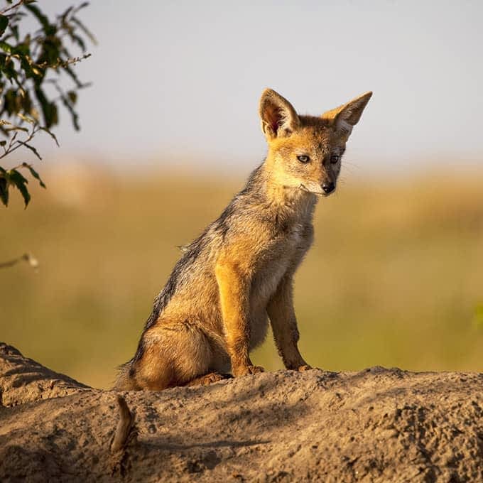 Jackal in Masai Mara