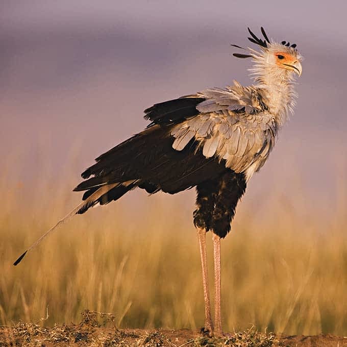 Birdlife in the Masai Mara: Secretary Bird