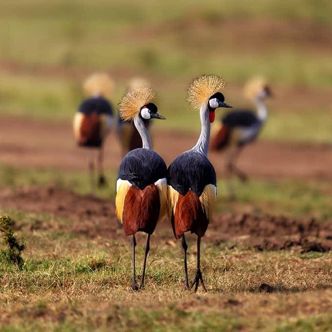 Birds of Masai Mara - Kenya