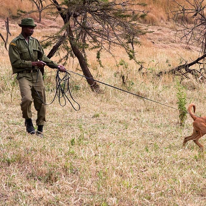 Masai Mara wildlife protection - canine unit
