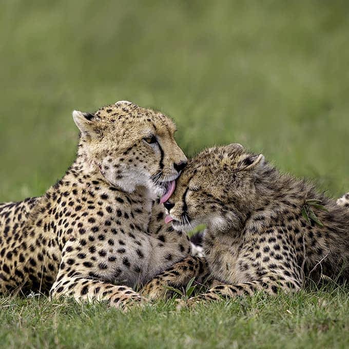 Cheetah in Ol Kinyei Conservancy, Masai Mara