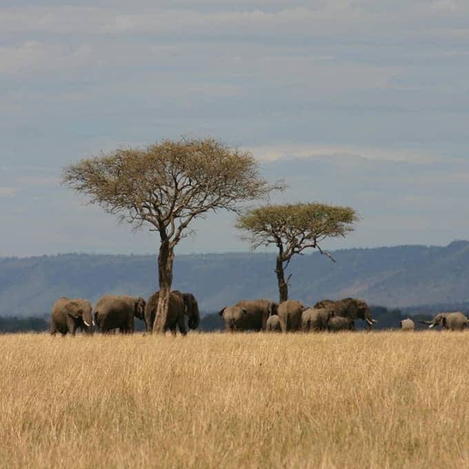Elephants in Mara North Conservancy (Greater Masai Mara area)