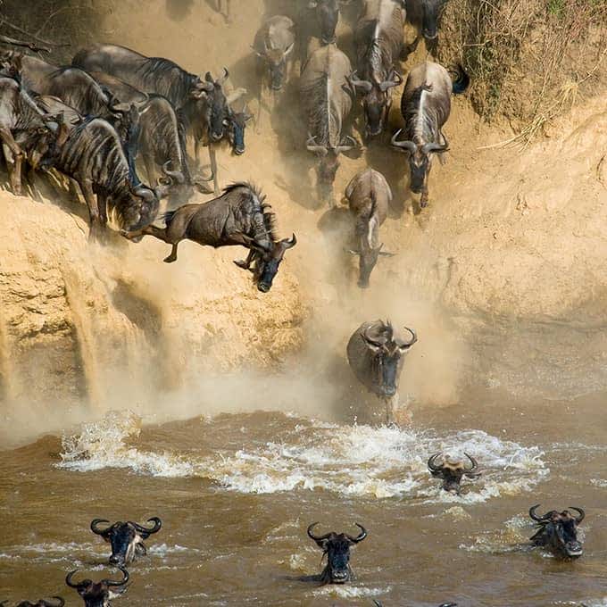 An epic sight: Masai Mara Great Migration rivier crossing