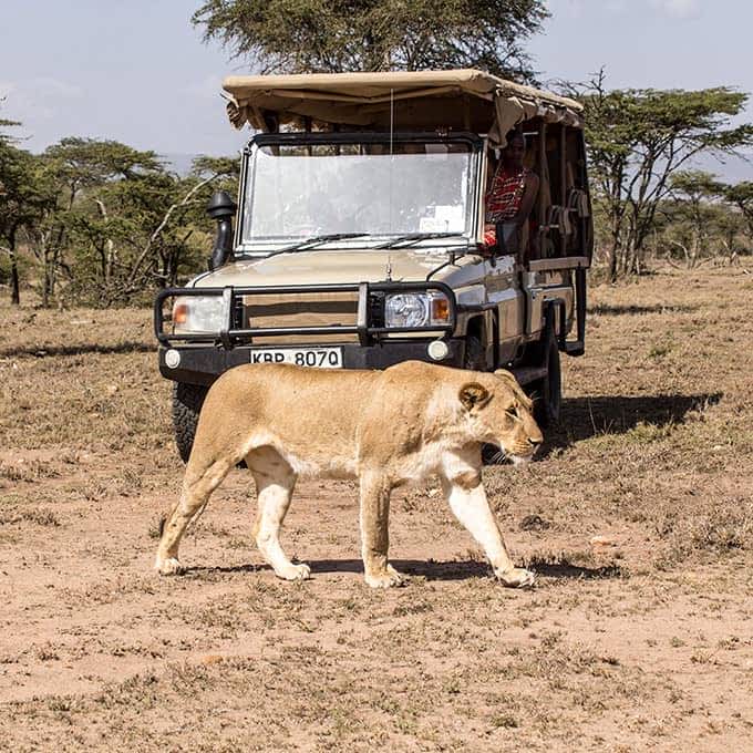 Masai Mara lion up close in Ol Kinyei