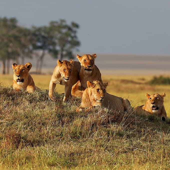 Lion season in Masai Mara