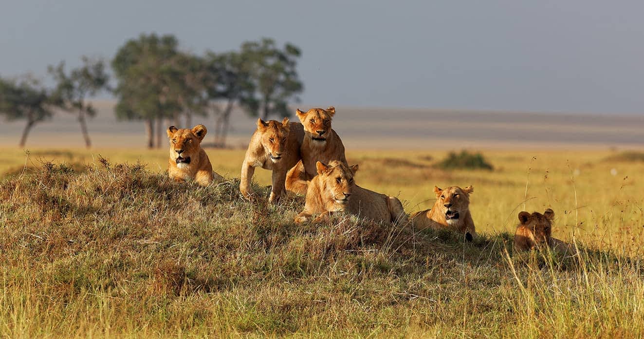 When is the Best Time to Safari in Kenya?