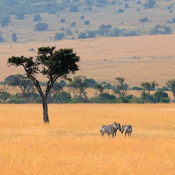 Masai Mara National Reserve in Kenya information