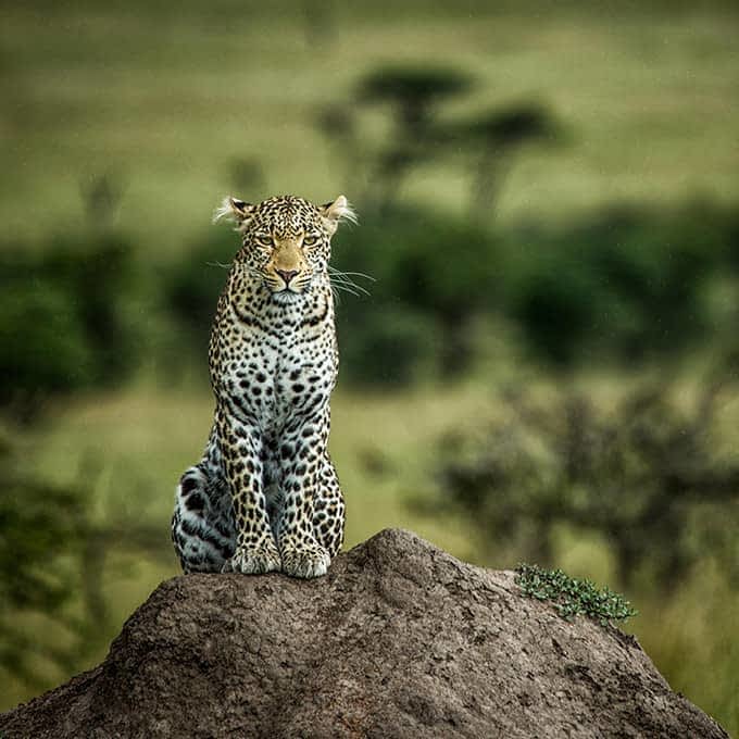 Masai Mara National Reserve: leopard on a termite mount