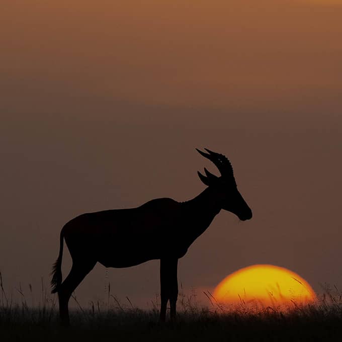 Masai Mara sunset in Ol Kinyei