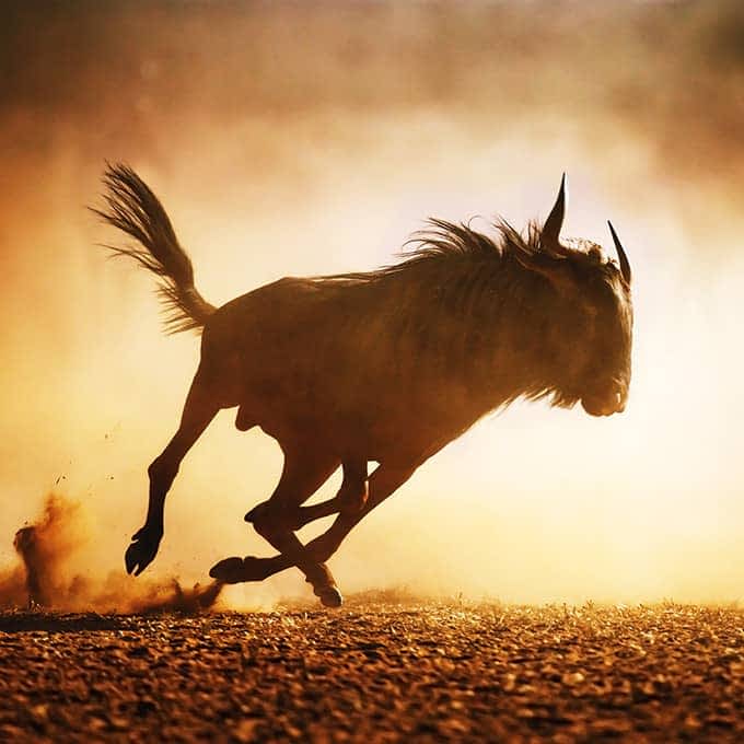 Masai Mara wildebeest